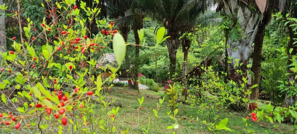 Eco Hostal Monolandia El Zaino Extérieur photo